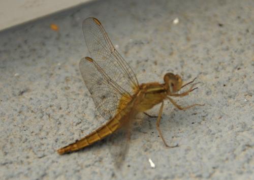 Réf. 248 440 : Crocothemis erythraea